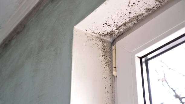 Attic Mold Removal in Golden Grove, SC