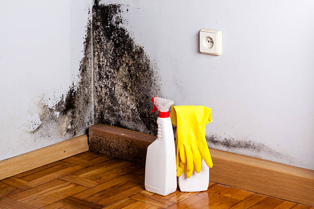 Best Toxic Mold Removal  in Golden Grove, SC